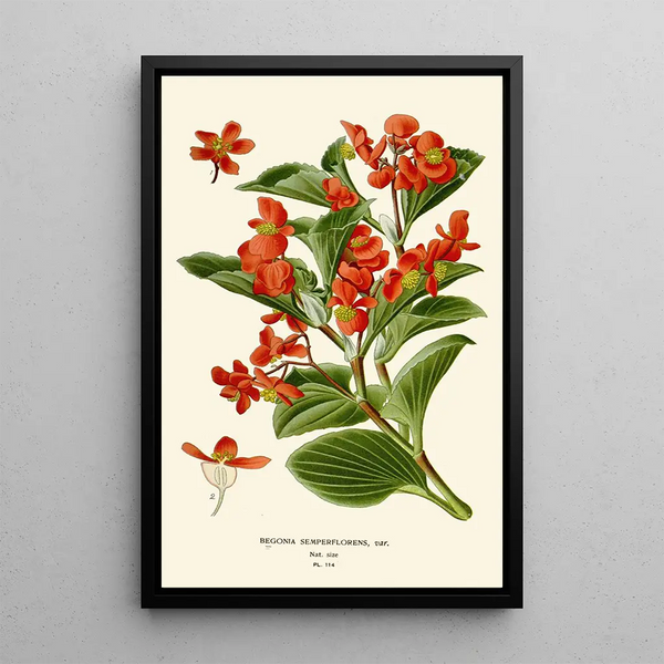 Bégonia semperflorens - Edward Step — indrammet kunstværk på væggen
