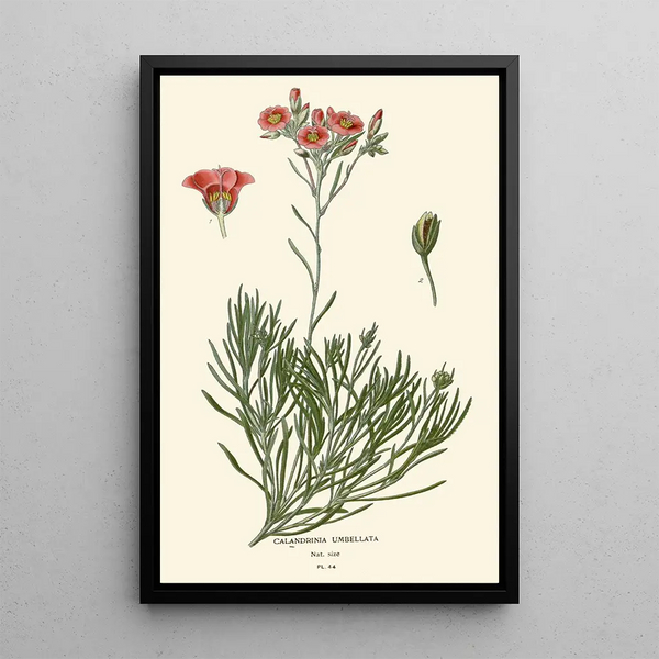 Calandrinia umbellata - Edward Step — indrammet kunstværk på væggen