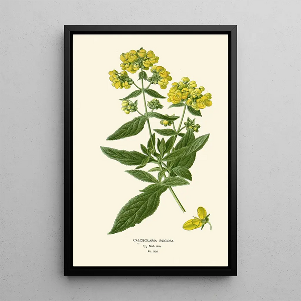 Reproduktion af maleriet Calceolaria rugosa - Edward Step