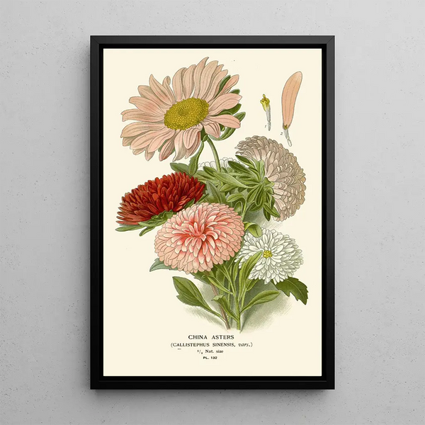 Reproduktion af maleriet Asters de Chine - Edward Step