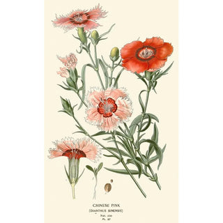 Edward Step - Chinese Pink.webp