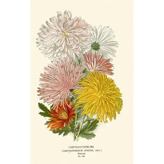 Edward Step - Chrysanthemums.webp