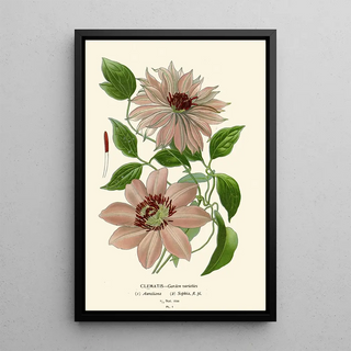 Edward Step - Clematis Garden Varieties.webp
