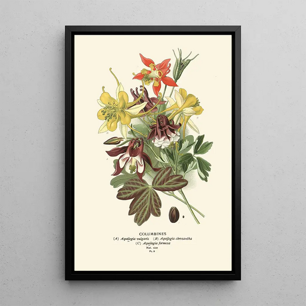 Edward Step - Columbines.webp