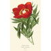 Pivoine commune - Edward Step — visning af kunstværket