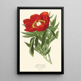Edward Step - Common Peony.webp
