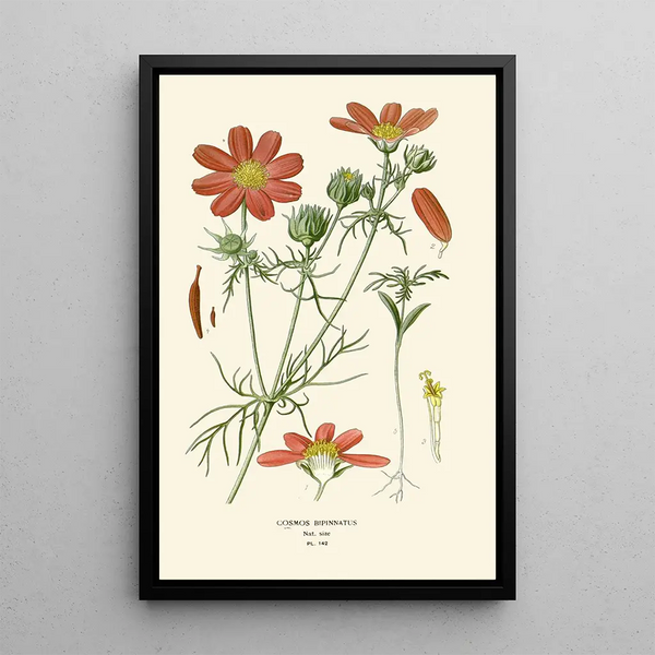Reproduktion af maleriet Cosmos bipenné - Edward Step