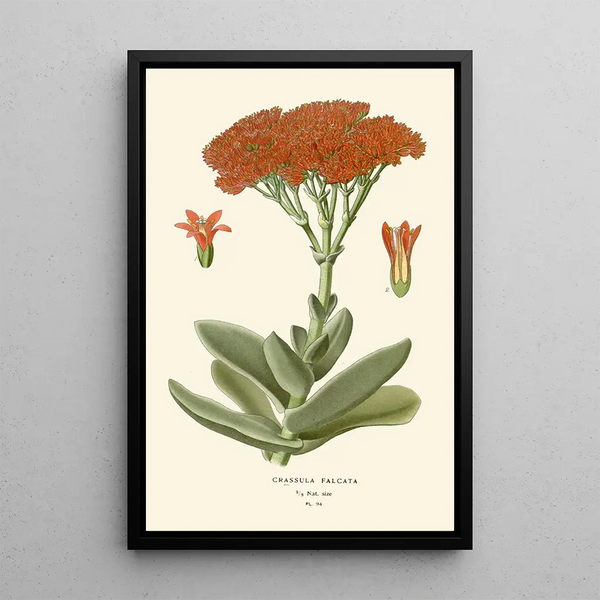 Crassula falcata - Edward Step — indrammet kunstværk på væggen