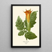 Reproduktion af maleriet Datura sanguinea - Edward Step