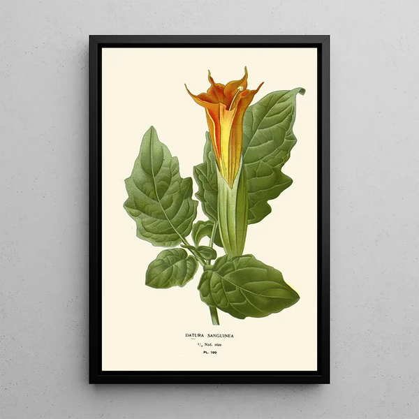Reproduktion af maleriet Datura sanguinea - Edward Step