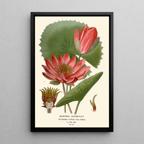 Egyptisk Nympheas Maleri - Edward Step — indrammet kunstværk på væggen