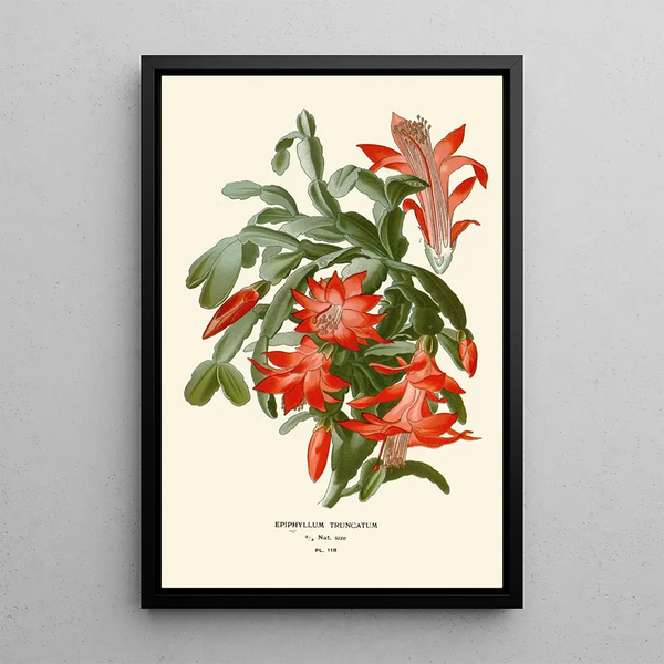 Reproduktion af maleriet Epiphyllum truncatum - Edward Step