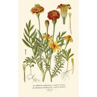 Edward Step - French Marigold Mexican Marigold.webp