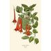 Fuchsia fulgens - Edward Step — visning af kunstværket