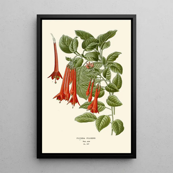 Fuchsia fulgens - Edward Step — indrammet kunstværk på væggen