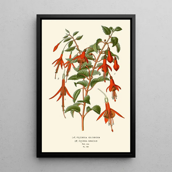 Reproduktion af maleriet Fuchsia globosa og gracilis - Edward Step