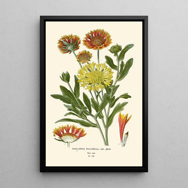 Reproduktion af maleriet Elegant Gaillarde-maleri - Edward Step