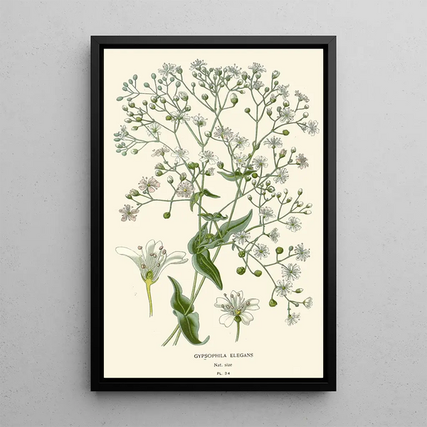 Elegant Gypsophile Maleri - Edward Step — indrammet kunstværk på væggen
