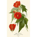 Abutilon hybrid - Edward Step — visning af kunstværket