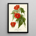 Abutilon hybrid - Edward Step — indrammet kunstværk på væggen