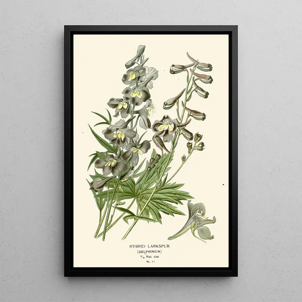 Reproduktion af maleriet Delphinium hybride - Edward Step