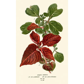 Edward Step - Iresine Herbstii.webp