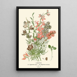 Edward Step - Larkspurs.webp