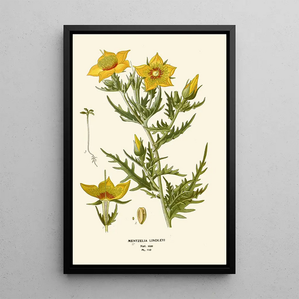 Reproduktion af maleriet Mentzelia Lindleyi - Edward Step