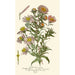 Asters de la Saint-Michel - Edward Step — visning af kunstværket