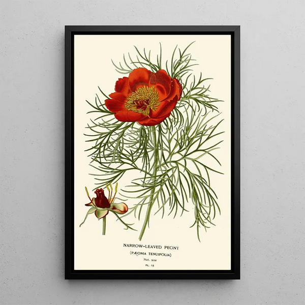 Reproduktion af maleriet Pivoine à feuilles étroites - Edward Step