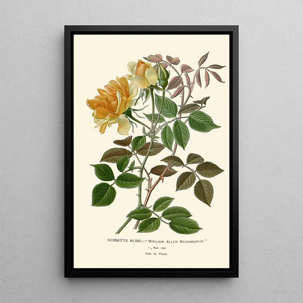 Reproduktion af maleriet Rose Noisette - Edward Step