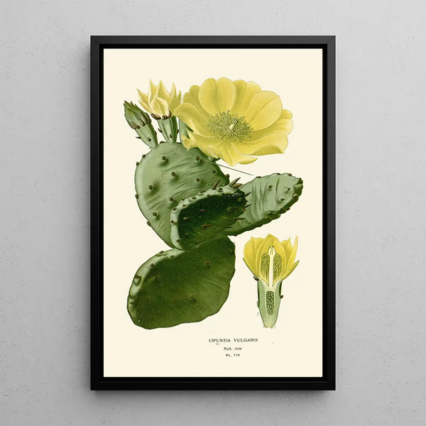 Reproduktion af maleriet Opuntia vulgaris - Edward Step