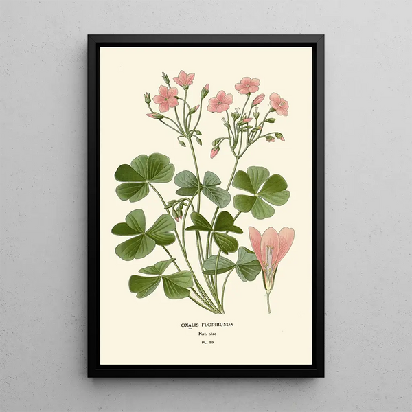 Reproduktion af maleriet Oxalis floribunda - Edward Step