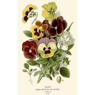 Edward Step - Pansy.webp