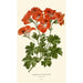 Pélargonium grandiflorum - Edward Step — visning af kunstværket