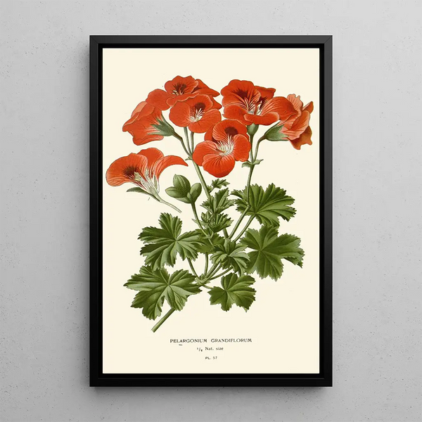 Pélargonium grandiflorum - Edward Step — indrammet kunstværk på væggen
