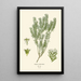Reproduktion af maleriet Phylica ericoides - Edward Step