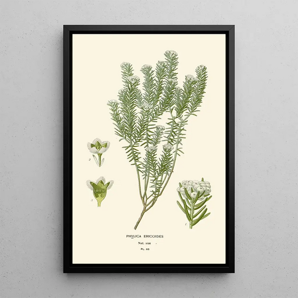 Reproduktion af maleriet Phylica ericoides - Edward Step