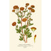Chrysanthème Pompon - Edward Step — visning af kunstværket