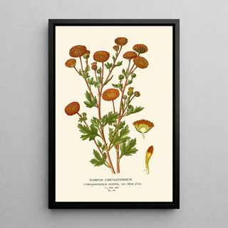 Edward Step - Pompon Chrysanthemum.webp