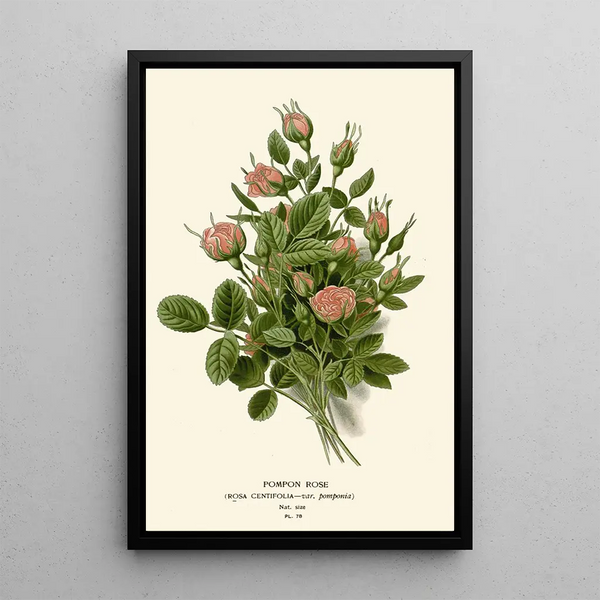 Reproduktion af maleriet Rose Pompon - Edward Step