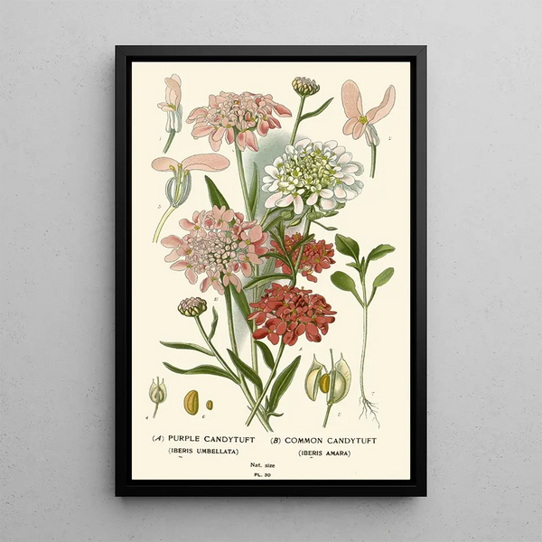 Reproduktion af maleriet Iberis Violet Iberis Commun - Edward Step