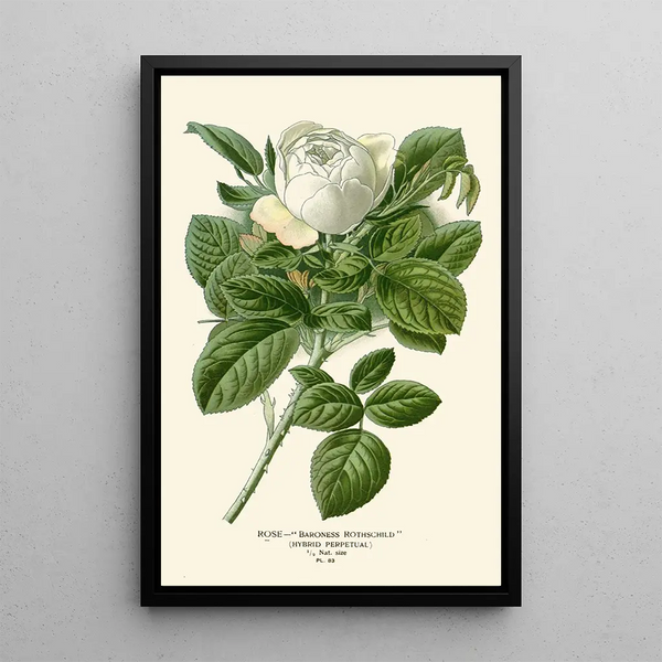 Reproduktion af maleriet Rose Baronne Rothschild - Edward Step