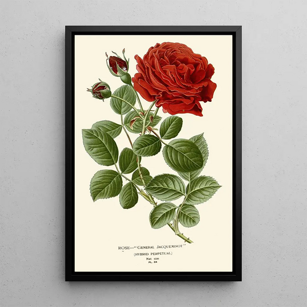 Reproduktion af maleriet Rose Général Jacqueminot - Edward Step