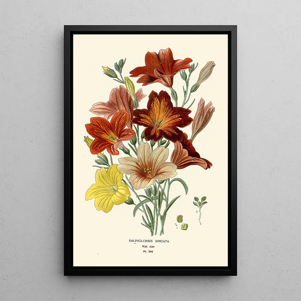 Salpiglossis Sinuata - Edward Step — indrammet kunstværk på væggen