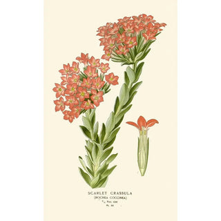 Edward Step - Scarlet Crassula.webp