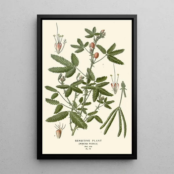 Reproduktion af maleriet Plante Sensitive - Edward Step