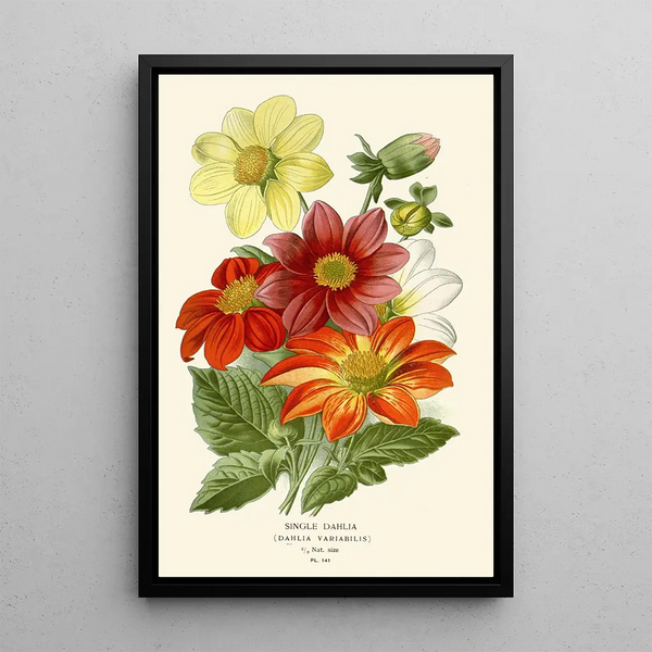 Reproduktion af maleriet Dahlia Simple - Edward Step