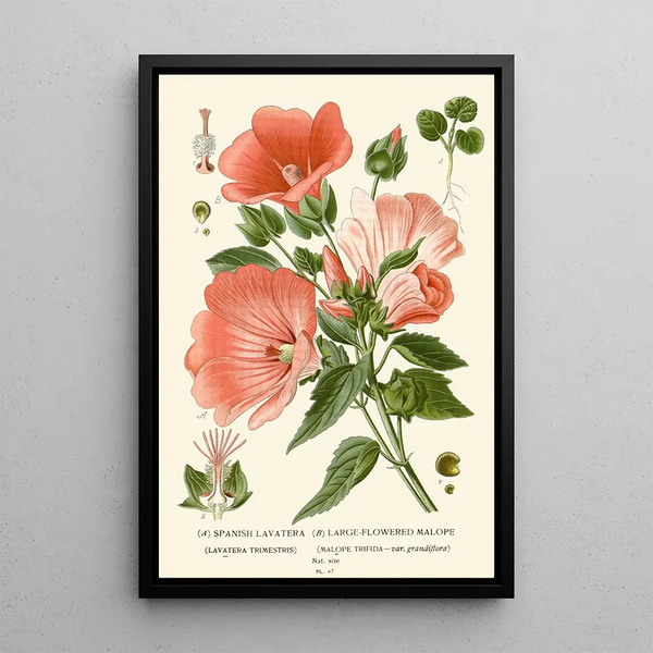 Reproduktion af maleriet Mauve d'Espagne Maloppe à Grandes Fleurs - Edward Step