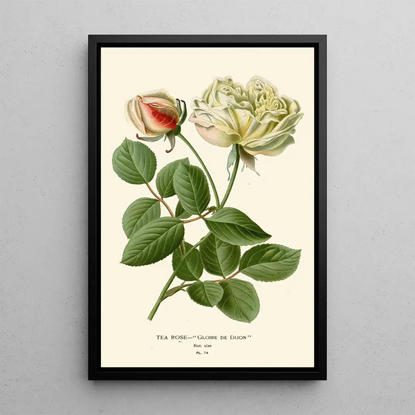 Reproduktion af maleriet Rose Thé - Edward Step